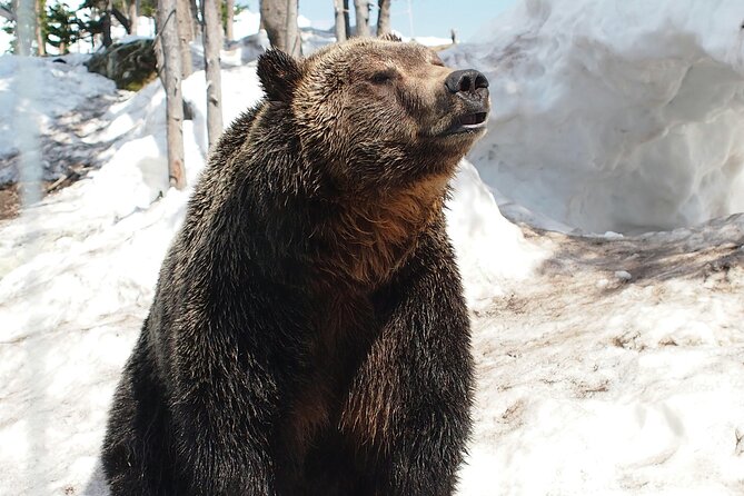 Guided Vancouver Hiking Highlights Day Tour with Gondola Download - Lynn Canyon brings a quieter forest finish
